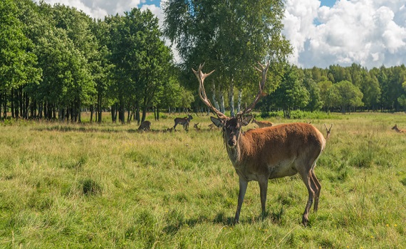 How To Finance Hunting Land